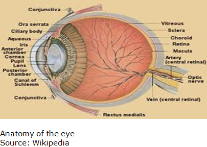 Picture of Anatomy of the Eye