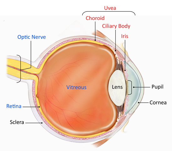 Eye diagram showing the uvea, optic nerve, retina, sclera, cornea and pupil.