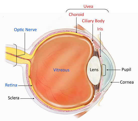 how iluvien may benefit alimera and psivida (psdv, $325)